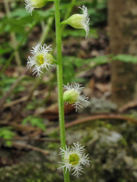 Mitella diphylla (Twoleaf miterwort) #39345