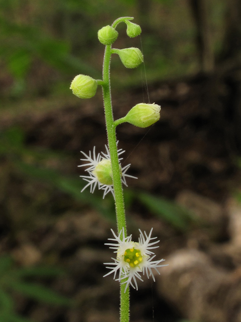 Mitella diphylla (Twoleaf miterwort) #39347