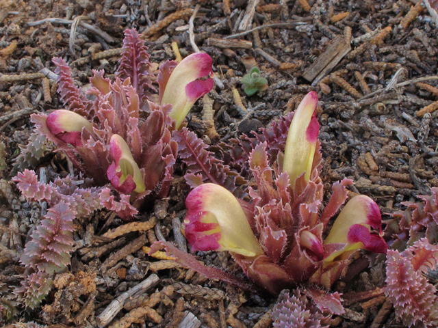 Pedicularis centranthera (Dwarf lousewort) #39351