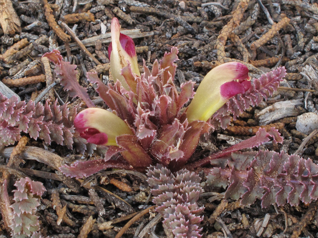 Pedicularis centranthera (Dwarf lousewort) #39352