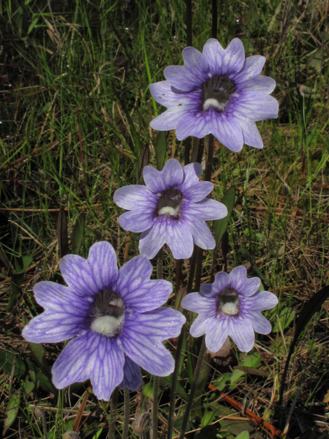 Pinguicula caerulea (Blue butterwort) #39367