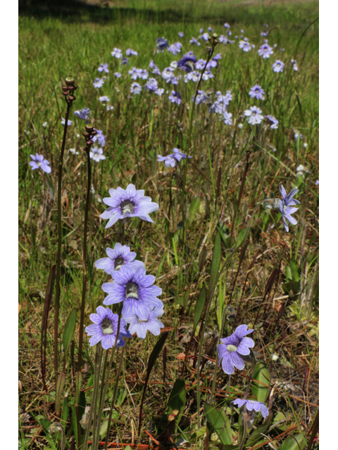 Pinguicula caerulea (Blue butterwort) #39368