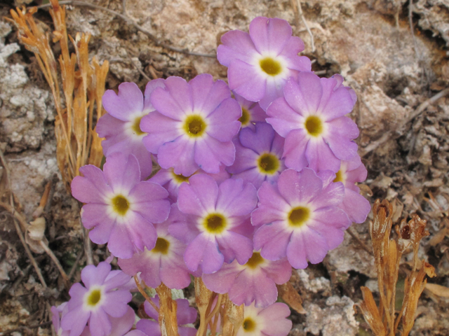 Primula specuicola (Cave primrose) #39373