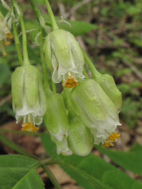 Staphylea trifolia (American bladdernut) #39384