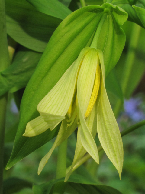 Uvularia grandiflora (Largeflower bellwort) #39407