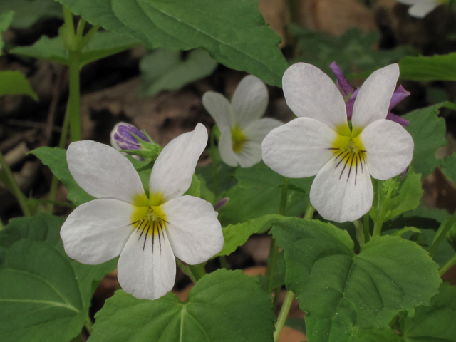 Viola canadensis (Canadian white violet) #39410