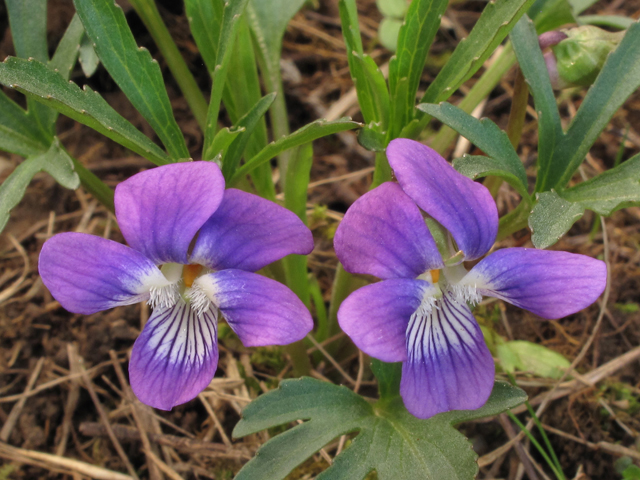 Viola egglestonii (Glade violet) #39412