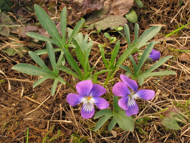 Viola egglestonii (Glade violet) #39413