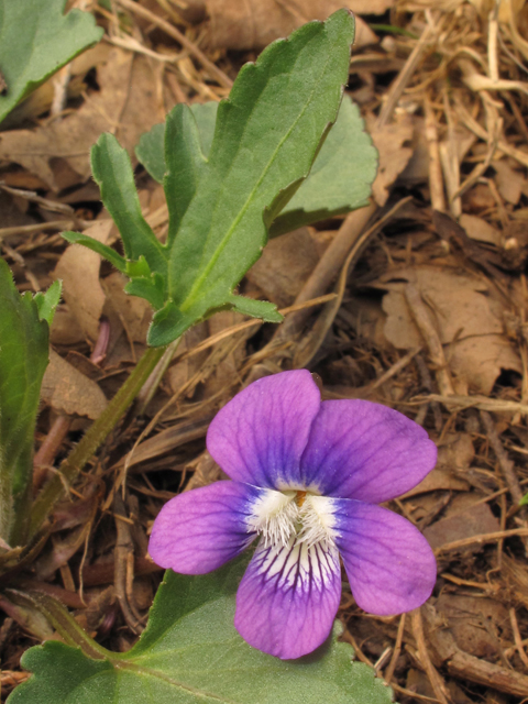 Viola egglestonii (Glade violet) #39414
