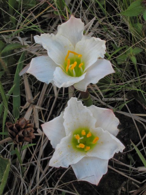 Zephyranthes simpsonii (Redmargin zephyr-lily) #39416