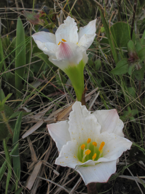 Zephyranthes simpsonii (Redmargin zephyr-lily) #39417
