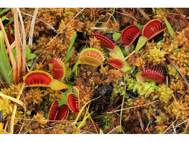 Dionaea muscipula (Venus flytrap) #39438