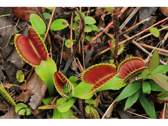 Dionaea muscipula (Venus flytrap) #39439