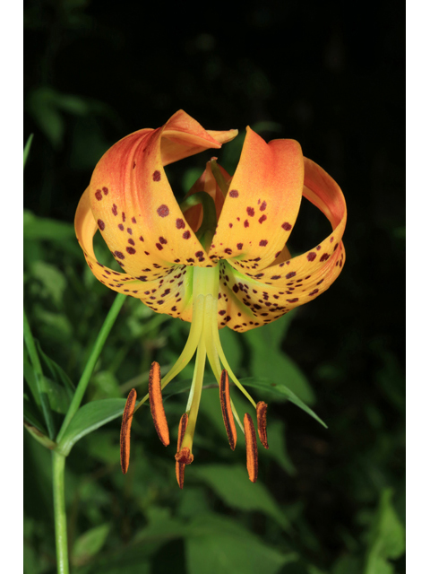 Lilium superbum (Turk's-cap lily) #39466