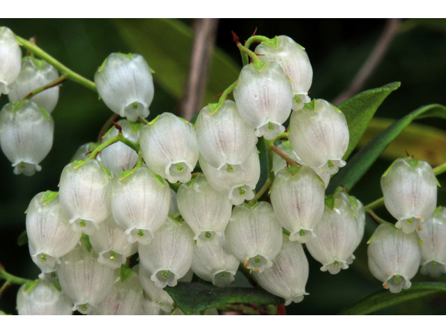 Pieris phillyreifolia (Climbing fetterbush) #39485