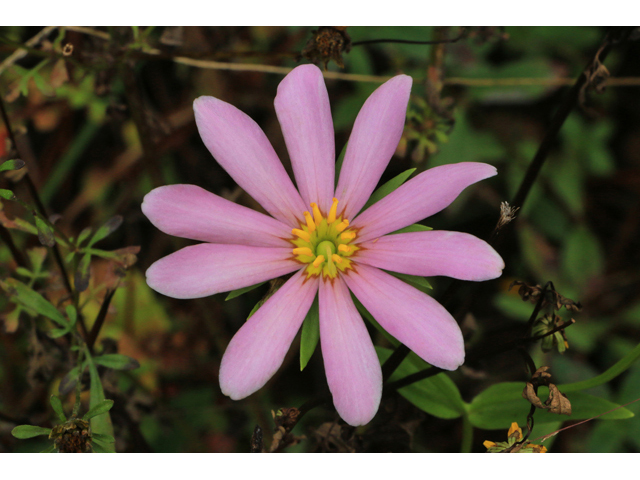 Sabatia dodecandra (Marsh rose gentian) #39491