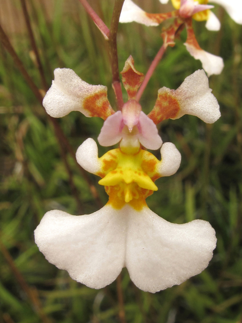 Tolumnia bahamensis (Florida dancing-lady orchid) #39522