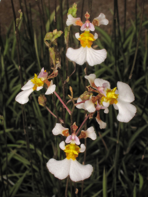 Tolumnia bahamensis (Florida dancing-lady orchid) #39523