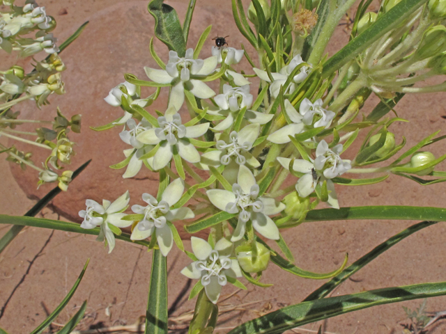 Asclepias subverticillata (Horsetail milkweed) #40164