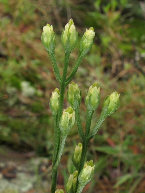 Bartonia virginica (Yellow screwstem) #40172