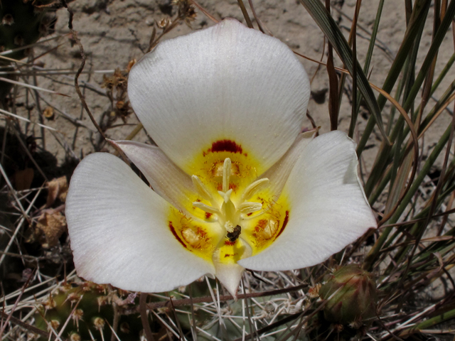 Calochortus nuttallii (Sego lily) #40175