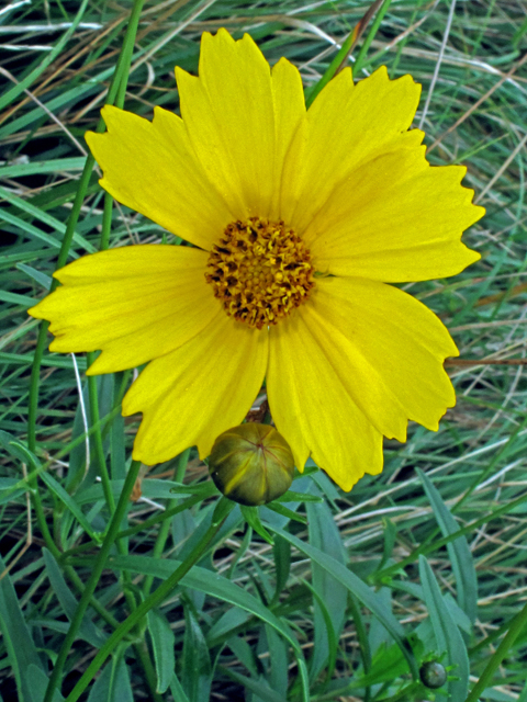 Coreopsis grandiflora var. grandiflora (Largeflower tickseed) #40191