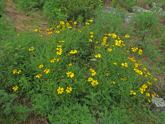 Coreopsis grandiflora var. grandiflora (Largeflower tickseed) #40192