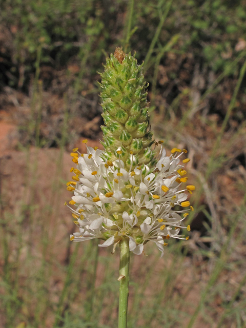 Dalea candida var. oligophylla (Fewleaf white prairie clover) #40196