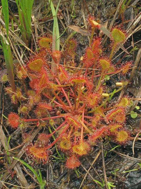 Drosera rotundifolia (Roundleaf sundew) #40206