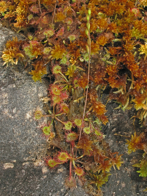 Drosera rotundifolia (Roundleaf sundew) #40208