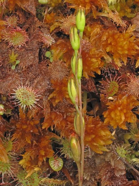 Drosera rotundifolia (Roundleaf sundew) #40211