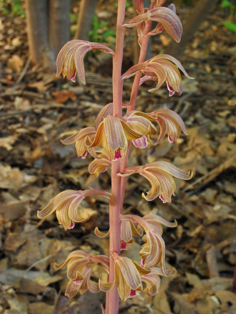Hexalectris spicata (Spiked crested coralroot) #40235