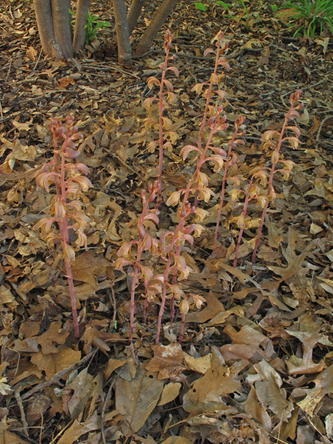 Hexalectris spicata (Spiked crested coralroot) #40236