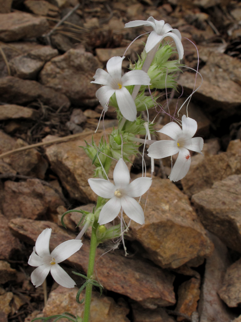 Ipomopsis aggregata ssp. candida (White-flowered scarlet gilia) #40249