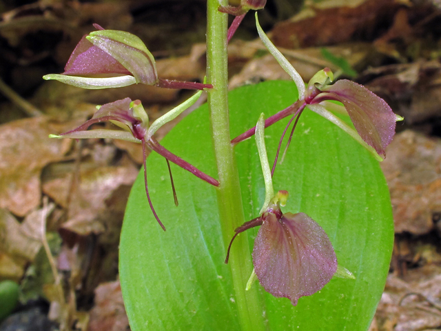Liparis liliifolia (Brown widelip orchid) #40260