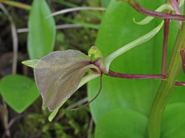 Liparis liliifolia (Brown widelip orchid) #40261