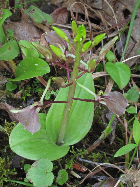 Liparis liliifolia (Brown widelip orchid) #40262