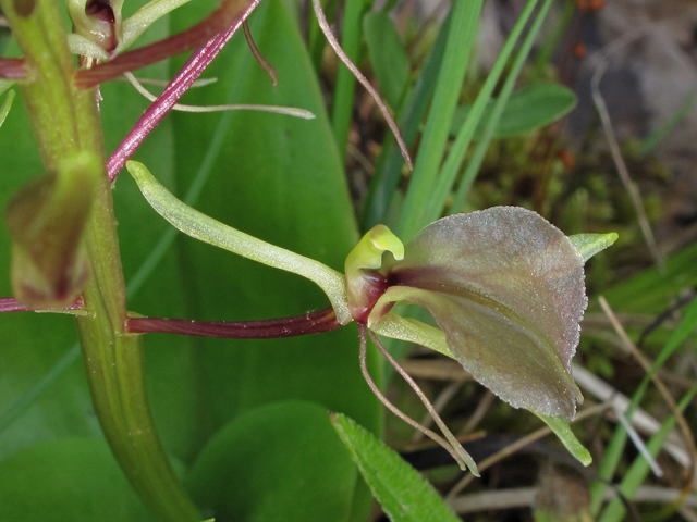 Liparis liliifolia (Brown widelip orchid) #40264