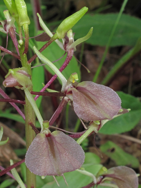 Liparis liliifolia (Brown widelip orchid) #40265