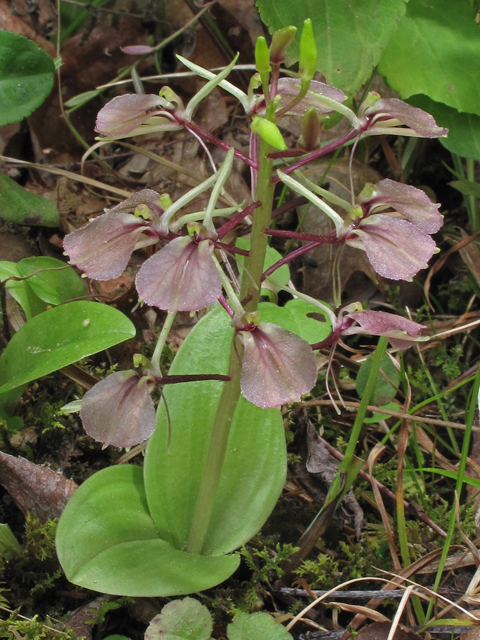 Liparis liliifolia (Brown widelip orchid) #40266