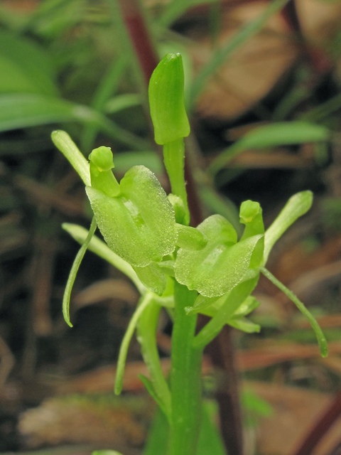 Liparis loeselii (Yellow widelip orchid) #40269