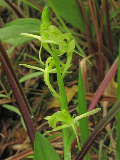 Liparis loeselii (Yellow widelip orchid) #40270