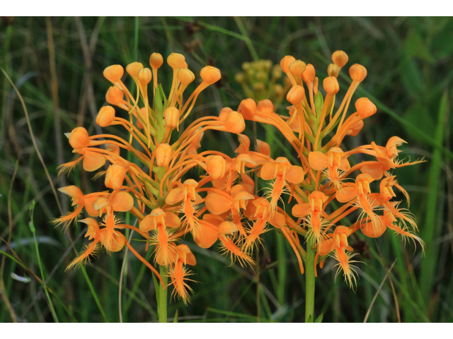 Platanthera ciliaris (Orange fringed orchid) #40312