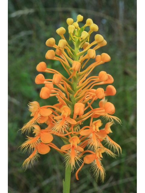 Platanthera ciliaris (Orange fringed orchid) #40313