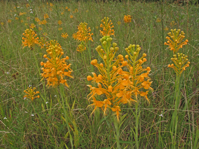 Platanthera ciliaris (Orange fringed orchid) #40316