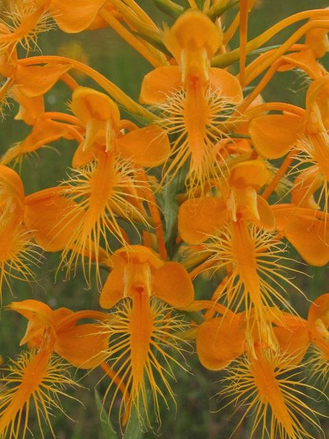 Platanthera ciliaris (Orange fringed orchid) #40318