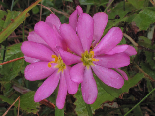 Sabatia capitata (Appalachian rose gentian) #40345