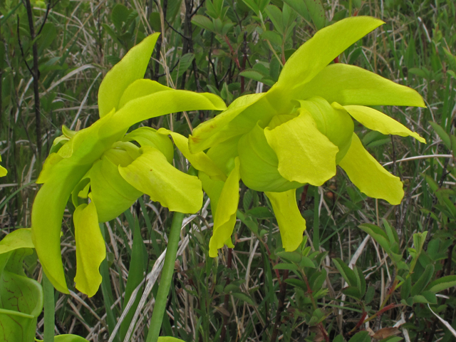 Sarracenia oreophila (Green pitcherplant) #40355