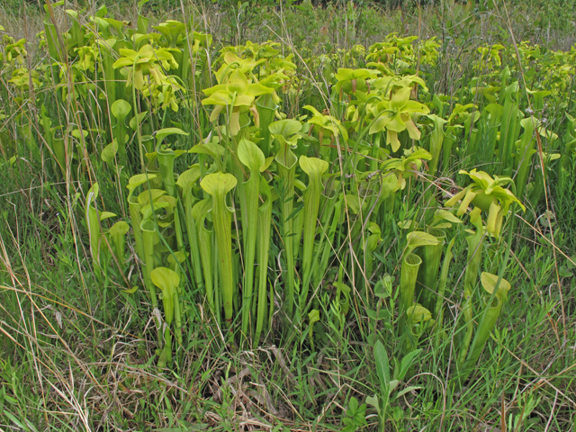 Sarracenia oreophila (Green pitcherplant) #40356