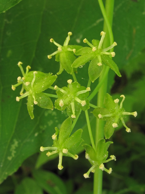 Smilax herbacea (Smooth carrionflower) #40367